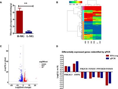 FOSL2 Is Involved in the Regulation of Glycogen Content in Chicken Breast Muscle Tissue